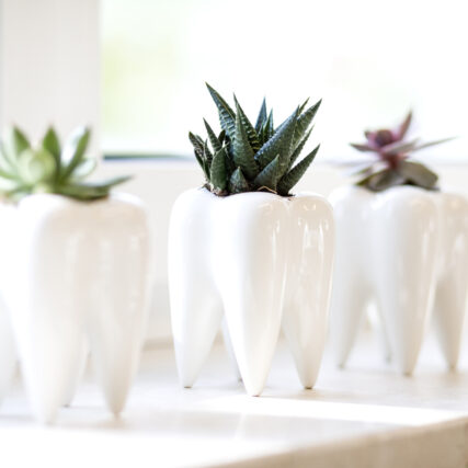 Porzellan-Blumentöpfe in Zahnform mit Sukkulenten als Deko in der Praxis Zahnheilkunde Moobsburg